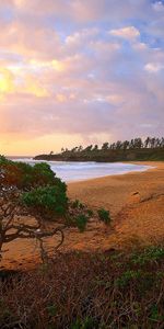 Naturaleza,Árboles,Mar,Arena,Arbusto,Orilla,Banco,Playa