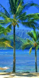 Trees,Sea,Landscape,Palms,Beach