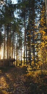 Confort,Nature,Intimité,Isolement,Forêt,Arbres,Loger,Petite Maison