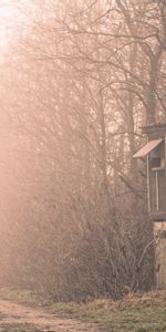 Brouillard,Taudis,Arbres,Nature,Cabane