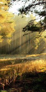 Trees,Shine,Beams,Rays,Teen,Young Growth,Glade,Nature,Sun,Light,Polyana,Outskirts,Edge,Dawn