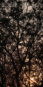 Trees,Shine,Light,Branches,Dark