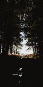 Nature,Lumière,Forêt,Branches,Ombres,Arbres,Briller,Ombre,Sombre,Automne