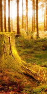 Trees,Shine,Light,Forest,Vegetation,Nature,Stump