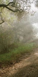 Trees,Shine,Light,Rays,Beams,Road,Forest,Slope,Nature