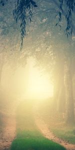 Trees,Shine,Light,Road,Turn,Forest,Nature,Fog