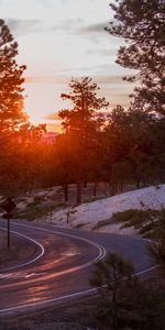 Trees,Shine,Light,Road,Turn,Nature,Sunset