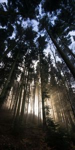 Trees,Shine,Light,Sunlight,Nature,Forest