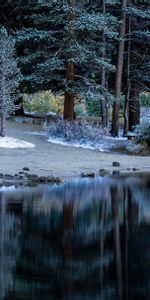 Trees,Shore,Bank,Table,Rivers,Lake,Nature,Forest