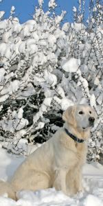 Árboles,Sentarse,Cuello,Collar,Animales,Nieve,Perro