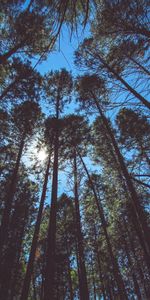 Trees,Sky,Bottom View,Nature