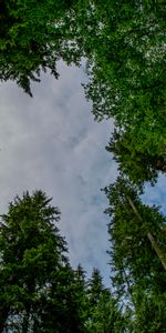 Trees,Sky,Bottom View,Nature,Forest