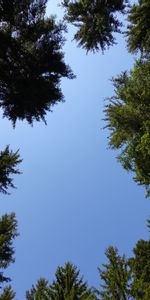 Trees,Sky,Branches,Bottom View,Nature