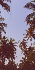 Trees,Sky,Branches,Bottom View,Palms,Nature