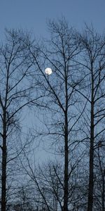 Trees,Sky,Branches,Branch,Evening,Nature,Moon