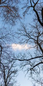 Naturaleza,Árboles,Sucursales,Ramas,Nube,Cielo