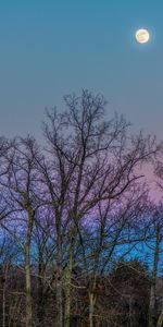 Naturaleza,Árboles,Cielo,Sucursales,Ramas,Luna