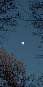 Nature,Branches,Sky,Arbres,Lune