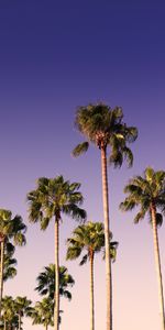 Trees,Sky,Branches,Nature,Palms