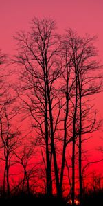 Trees,Sky,Branches,Nature,Sunset,Autumn