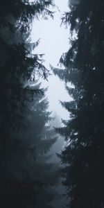 Trees,Sky,Branches,Outlines,Fog,Dark