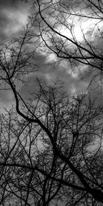 Trees,Sky,Clouds,Branches,Bw,Nature,Chb,Gloomy