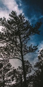 Nuages,Branches,Nature,Arbres,Sky