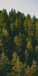 Arbres,Épicéa,Sapin,Nature,Forêt,Nuages,Sky