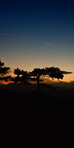 Árboles,Puesta Del Sol,Cielo,Horizonte,Nubes,Oscuro