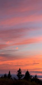 Trees,Sky,Clouds,Outlines,Sunset,Nature