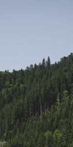 Élévation,Arbres,Nature,Sky