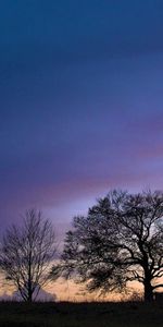 Soir,Nature,Arbres,Sky