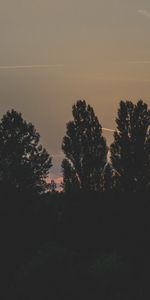 Arbres,Soir,Sky,Nuit,Sombre