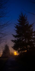 Cielo,Oscuro,Bosque,Niebla,Árboles,Noche