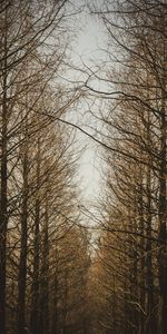 Trees,Sky,Forest,Branches,Nature,Autumn