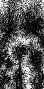 Trees,Sky,Forest,Bw,Chb,Nature