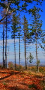 Herbe,Forêt,Nature,Sky,Arbres,Automne