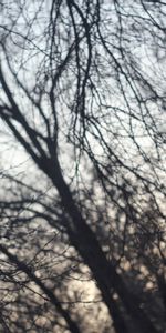 Nature,Hélios,Arbres,Obscurité,Sky