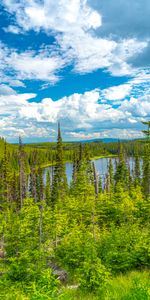 Trees,Sky,Lake,Forest,Fir,Spruce,Nature