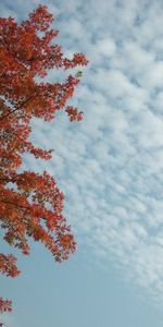 Trees,Sky,Landscape