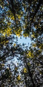 Nature,Retour Au Début,Hauts,Arbres,Feuilles,Sky