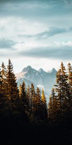 Arbres,Nuages,Épicéa,Sapin,Nature,Montagnes,Sky