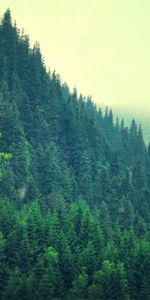 Trees,Sky,Mountains,Summer,Nature