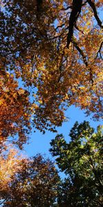 Nature,Feuilles,Arbres,Sky,Automne