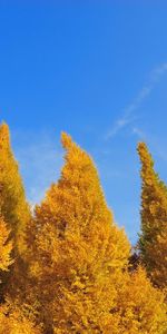 Trees,Sky,Nature,Leaves,Autumn