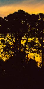 Silhouettes,Nature,Arbres,Sky,Nuit