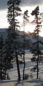 Trees,Sky,Nature,Snow