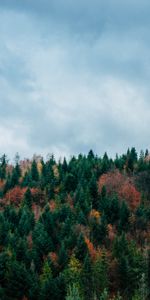 Nature,Retour Au Début,Sommet,Sky,Arbres,Automne