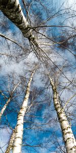 Sommet,Hauts,Nature,Arbres,Sky