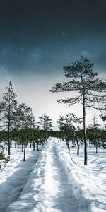 Invierno,Cielo,Camino,Naturaleza,Árboles,Nieve,Bosque